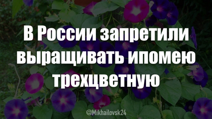 ​В России запретили выращивать ипомею трехцветную